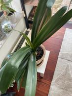 Clivia met pot, Overige soorten, Ophalen of Verzenden, In pot, Minder dan 100 cm