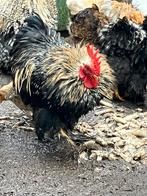 Gratis hanen 9 stuks, Dieren en Toebehoren, Mannelijk, Kip
