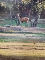 Fotolijsten hout leer kunststof veel verschillende, Ophalen of Verzenden, 'T Olde Gre-j, Info@toldegrej.nl, Endepoelstraat 20f Didam