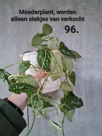 Mega veel planten en stekjes, grote opruiming  beschikbaar voor biedingen
