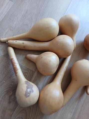 8 pompoenshakers - bescheiden volume beschikbaar voor biedingen