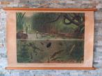 schoolplaat  In sloot en plas  **VERZ/OPH**, Antiek en Kunst, Antiek | Schoolplaten, Ophalen, Natuur en Biologie