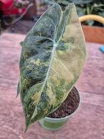 Alocasia Nairobi Aurea p12 (4), Ophalen of Verzenden, Halfschaduw, Minder dan 100 cm