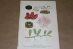 Antieke botanische kleurenlitho - Zee algen - Ca 1900 !!, Ophalen of Verzenden