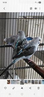 Grasparkieten bw, Dieren en Toebehoren, Meerdere dieren, Parkiet