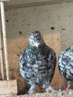 Duiven, Dieren en Toebehoren, Meerdere dieren, Overige soorten