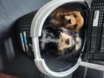 Er is nog een coker over, Dieren en Toebehoren, Rabiës (hondsdolheid), 15 weken tot 1 jaar, Meerdere, Meerdere dieren