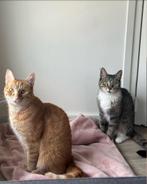 Gouden baasje gezocht!, Dieren en Toebehoren, Katten en Kittens | Overige Katten, Kater, Kortharig, 3 tot 5 jaar