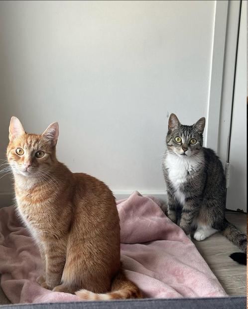 Gouden baasje gezocht!, Dieren en Toebehoren, Katten en Kittens | Overige Katten, Kortharig, Kater, 3 tot 5 jaar