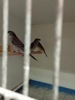 Koppel ceresamedine, Dieren en Toebehoren, Vogels | Overige Vogels, Meerdere dieren