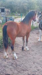 Super mooie tinker kruising merrie jaarling, Merrie, Recreatiepony