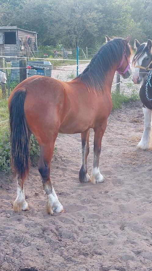 Super mooie tinker kruising merrie jaarling, Dieren en Toebehoren, Pony's, Merrie, Recreatiepony