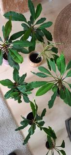 Euphorbia leuconeura (Madagascar jewel), Ophalen, Overige soorten, Minder dan 100 cm