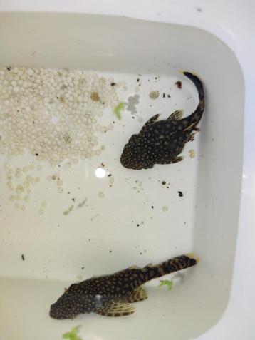 Borstelneus Ancistrus Algeneters jong beschikbaar voor biedingen