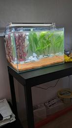 Superfish scaper 60 aquarium ingericht, Dieren en Toebehoren, Vissen | Aquaria en Toebehoren, Ophalen, Nieuw, Gevuld zoetwateraquarium