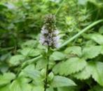 Mentha piperita (Braziliaanse Munt), Volle zon, Vaste plant, Ophalen of Verzenden, Kruiden