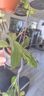 Hoya, Huis en Inrichting, Kamerplanten, Ophalen of Verzenden, Overige soorten, Minder dan 100 cm