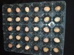 Broedeieren japanse kwartels chinese kwarte, Dieren en Toebehoren, Geslacht onbekend