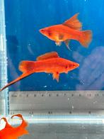 Rood zwaarddrager trio – mannetje + Lira & Delta vrouwtjes, Vis