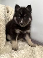 Pomsky pups f3 NOG 1 IK MAG VERHUIZEN, Parvo, 8 tot 15 weken, Poolhond, Meerdere