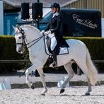 Prachtige PRE Sport Merrie, Dieren en Toebehoren, Paarden, Merrie, Minder dan 160 cm, Z, Gechipt