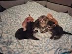 Te koop zuivere Maine Coon kittens, Dieren en Toebehoren, Gechipt