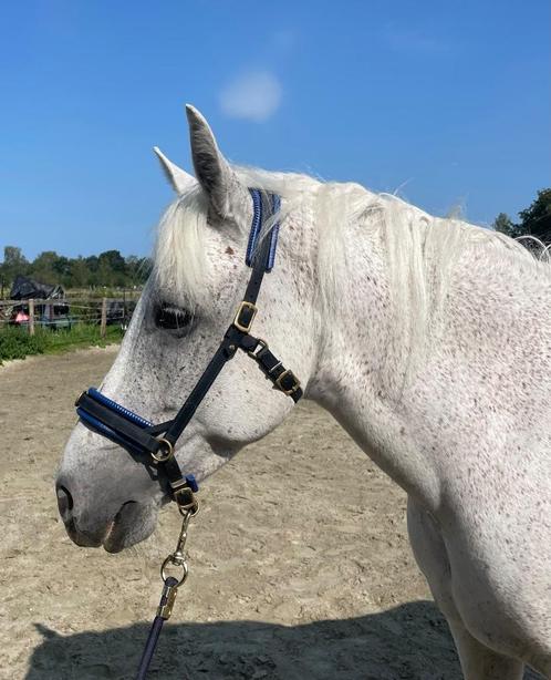 stalhulp in soest :gezocht, Dieren en Toebehoren, Stalling en Weidegang