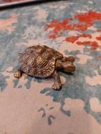 Koper kleurige schildpad., Ophalen