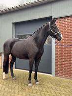 3 jarige merrie (Negro X Desperado) Shine Seara, Dieren en Toebehoren, Paarden, Merrie, Dressuurpaard, 3 tot 6 jaar