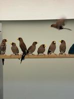 Maskeramadine koppels te koop, Meerdere dieren, Tropenvogel, Geringd