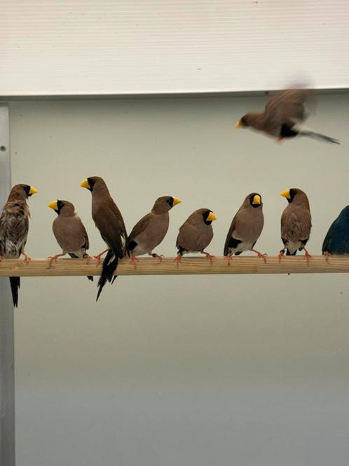Maskeramadine koppels te koop, Dieren en Toebehoren, Vogels | Overige Vogels, Tropenvogel, Meerdere dieren, Geringd