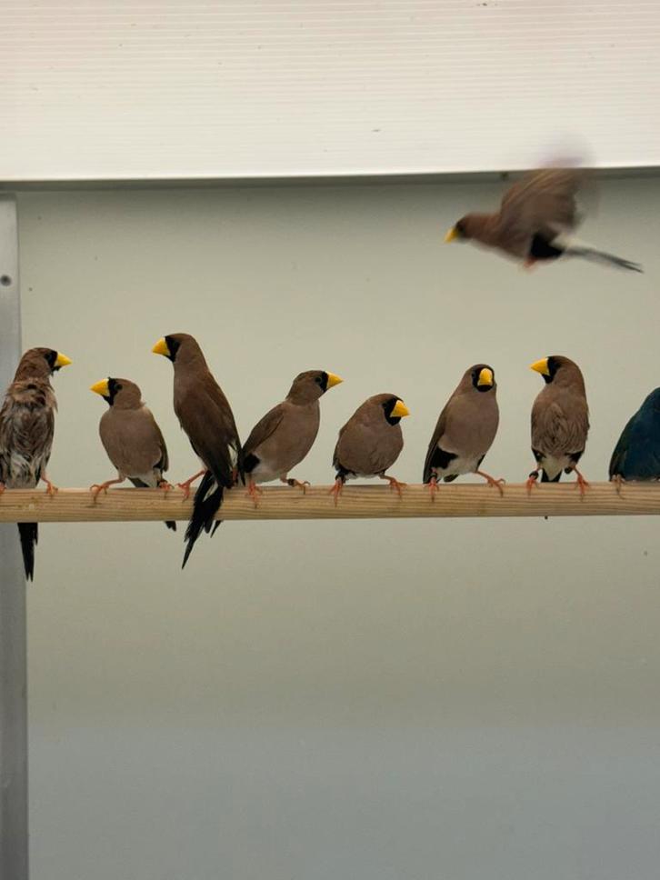 Maskeramadine koppels te koop, Dieren en Toebehoren, Vogels | Overige Vogels, Tropenvogel, Meerdere dieren, Geringd