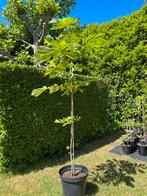 Paardenkastanje, Aesculus hippocastanum, kastanjeboom,, Lente, 100 tot 250 cm, Ophalen, Volle zon
