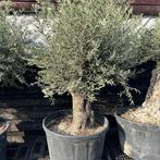 Olijfbomen, olijf, Olea europaea, uit voorraad geleverd, Tuin en Terras, Planten | Bomen, Ophalen of Verzenden, Olijfboom