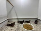 Wijnrode amarant koppels te koop, Meerdere dieren, Tropenvogel, Geringd