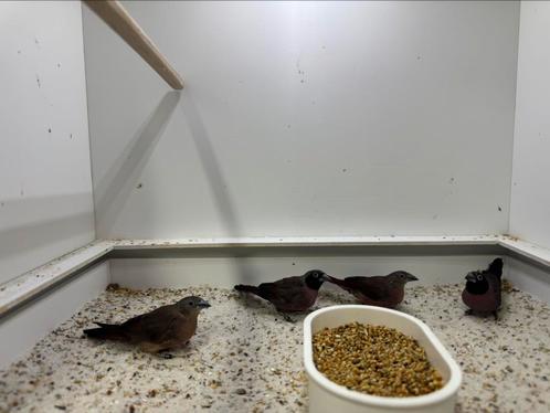 Wijnrode amarant koppels te koop, Dieren en Toebehoren, Vogels | Overige Vogels, Tropenvogel, Meerdere dieren, Geringd