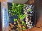 Aquarium, Ophalen, Zo goed als nieuw, Leeg aquarium