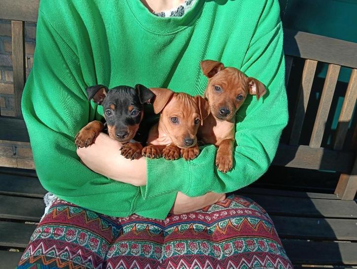 Dwergpincher, dwergpinscher dwerg pincher pups te koop, Dieren en Toebehoren, Honden | Bulldogs, Pinschers en Molossers, Meerdere dieren