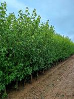Liquidambar styraciflua 'Worplesdon' (Amberboom)🌿🍁, Tuin en Terras, Planten | Bomen, Ophalen, Volle zon, Overige soorten