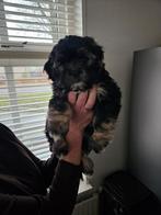Wegens annulering nog 1 prachtig boomer pup reutje, Overige rassen, 8 tot 15 weken, Meerdere, Meerdere dieren