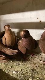 Mooi duiven, Meerdere dieren