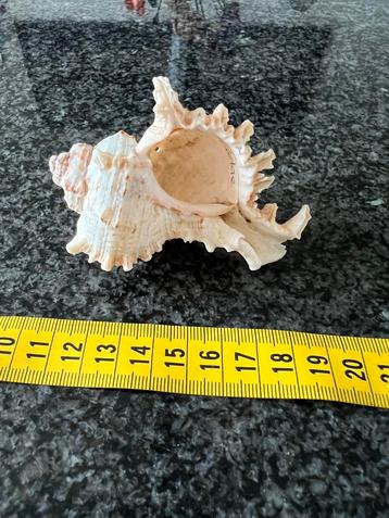 Zeldzame Muricidae Schelp beschikbaar voor biedingen