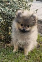 Super mooie tea cup pomeriaan, Dieren en Toebehoren, Rabiës (hondsdolheid), 15 weken tot 1 jaar, Eén hond, Nederland