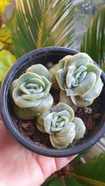 3 graptoveria Lovely Rose echeveria vetplant potmaat 8cm, Vetplant, Ophalen of Verzenden, In pot, Minder dan 100 cm