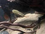 Pleco L 24, Vis, Zoetwatervis