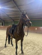 Mooie 4 jarige merrie, Dieren en Toebehoren, Paarden, Merrie, Dressuurpaard, 3 tot 6 jaar