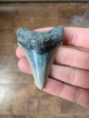 Haaientand Lee Creek Chubutensis 6.9 centimeter  beschikbaar voor biedingen