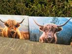 Canvas schotse hooglanders xl €15,/ p stuk!!, Ophalen, 100 tot 125 cm, Schilderij, 75 cm of meer