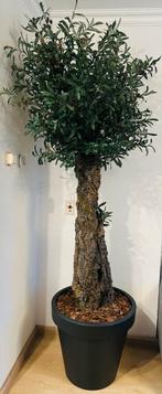 Handgemaakte olijfboom Cabla kunstolijf 240 cm, Huis en Inrichting, Ophalen of Verzenden, In pot, Groenteplant, 200 cm of meer