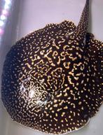 Potamotrygon pieball, Vis